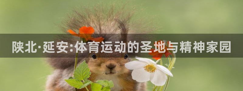 3377体育全网
