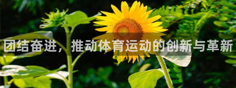 3377体育是正规的吗：团结奋进，推动体育运动的创新与革新